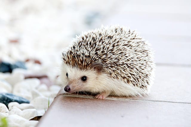 animal-468228_640 Exotic Pets
